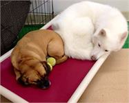 daycare pic 27 - oniko and drizzy nap